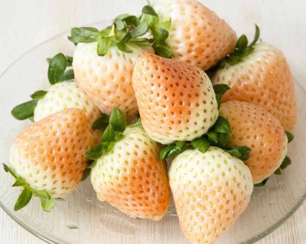 White Wild Strawberry Seeds - 50+ Seeds