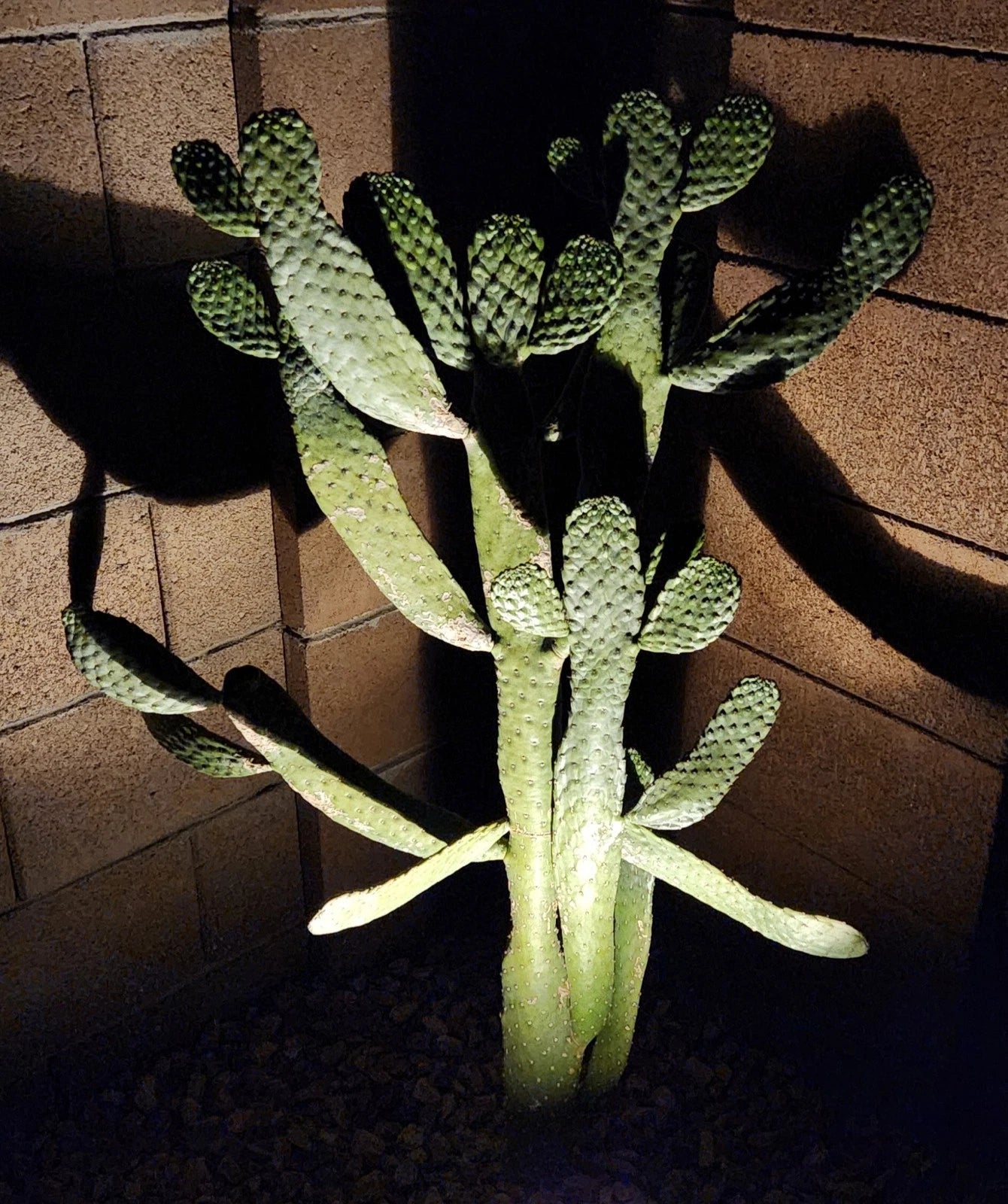 kill a cactus Consolea Rubescens Road Kill Cactus Live Pad Cutting (1) – Unique Succulent  Plant for Home or Garden Decor – Jayme Garden