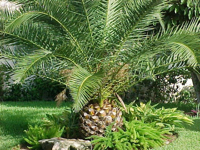 Canary Island Date Palm Tree, 1 Plant, Phoenix Canariensis, 1.5+ Years Old, Tropical Indoor/Outdoor Decorative Plant