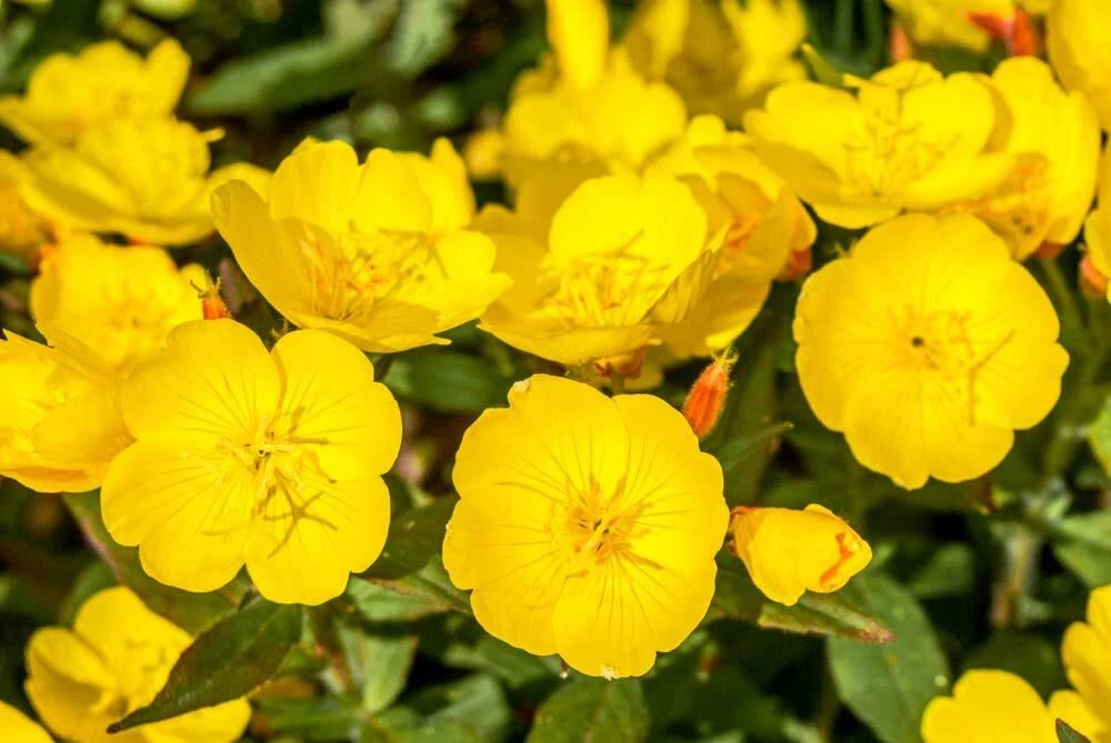 Evening Primrose Seeds for Planting - 500 Count - Oenothera biennis - Non-GMO, Organic, Heirloom