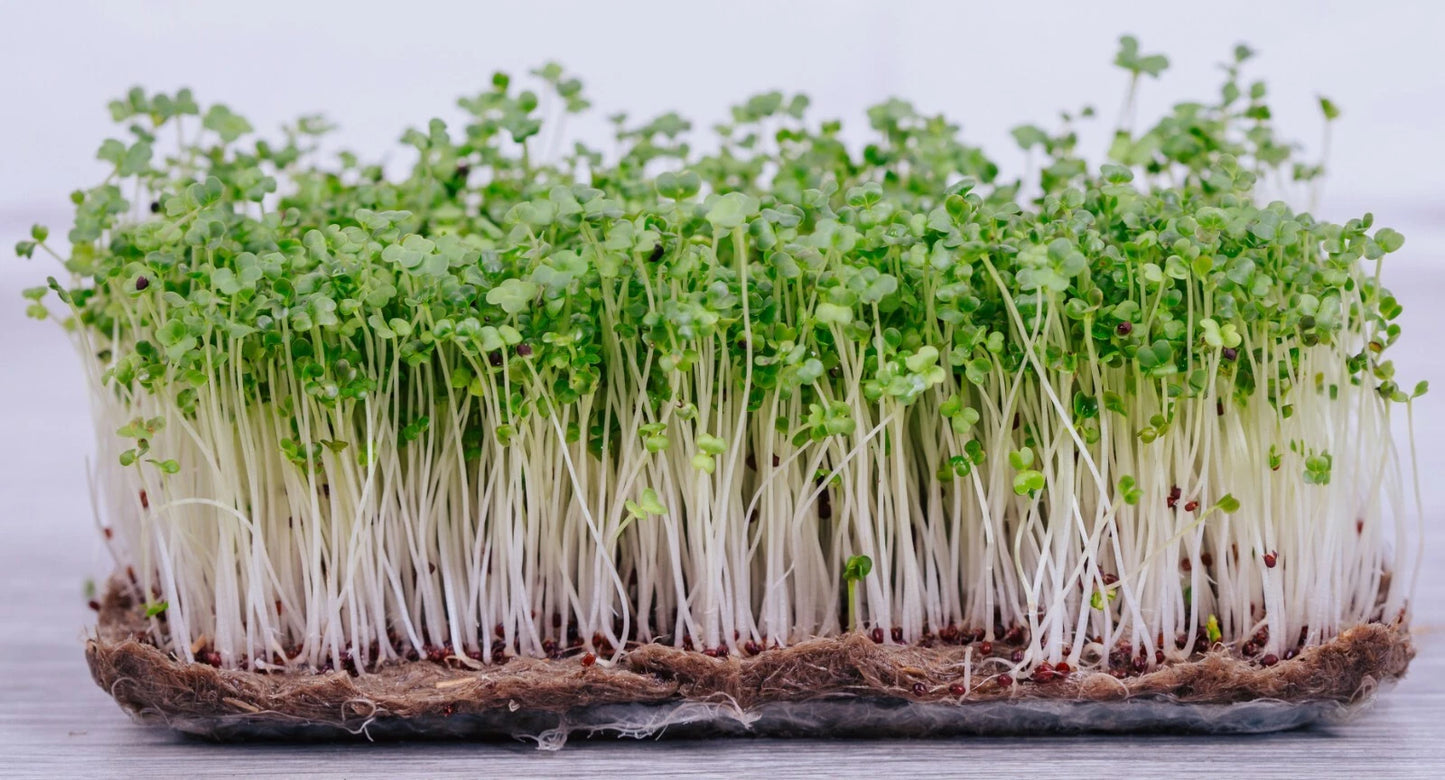 Broccoli Microgreen Seeds | 9,000+ Non-GMO Bulk Seeds | Fresh Garden Variety | Brassica oleracea