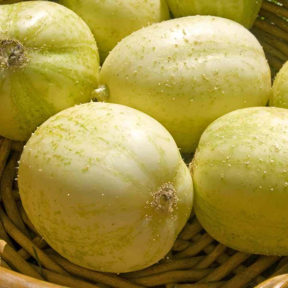Crystal Apple Cucumber Seeds - 20+ Heirloom NON-GMO for Vegetable Garden - Cucumis sativus