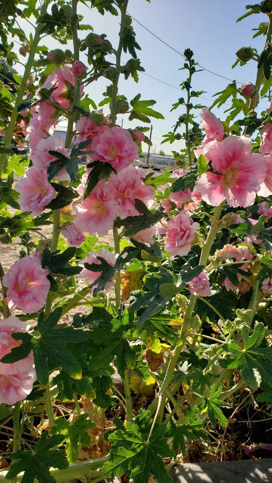 Hollyhock Seeds - Double Flower Pink - 20 Seeds - Alcea rosea
