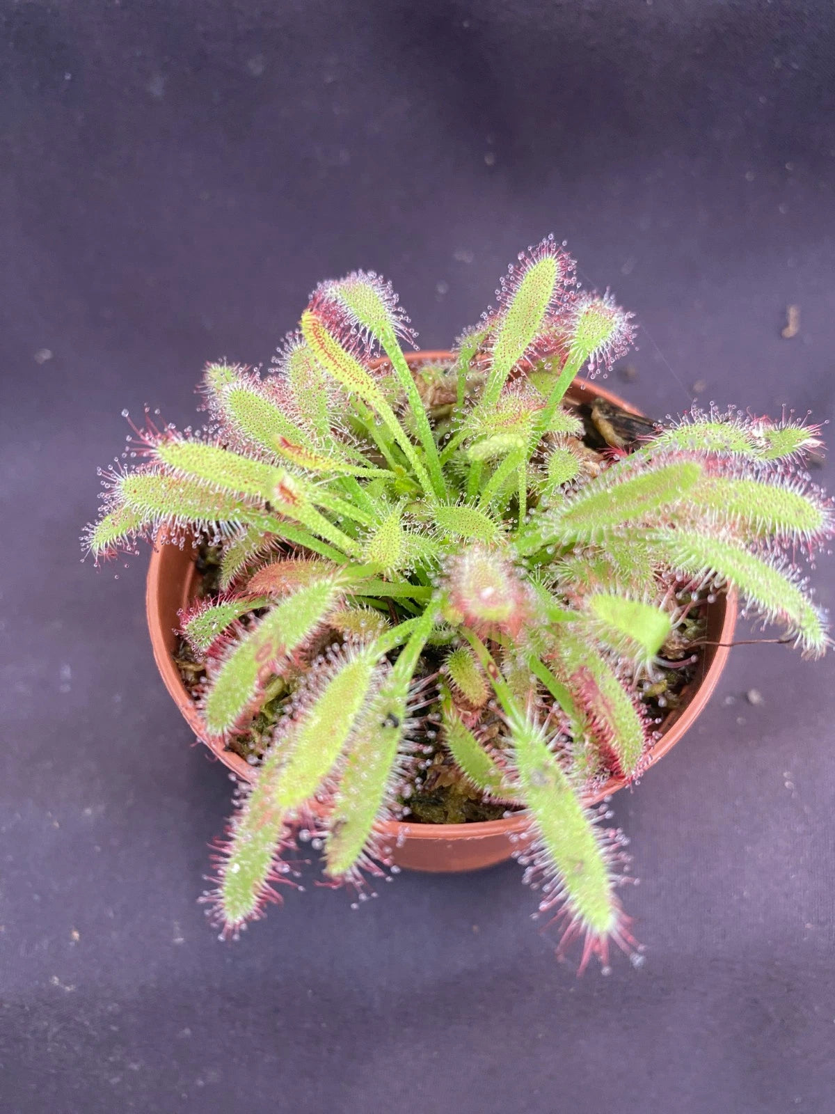 Drosera capensis 'Mini Red' Carnivorous Plant in 2.5