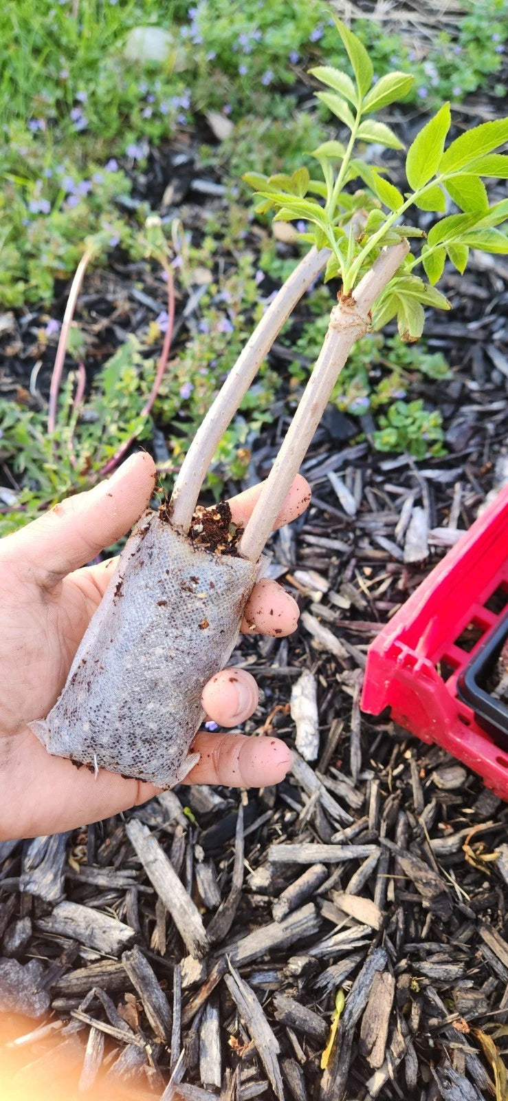 2 Rooted Black Elderberry Cuttings – Sambucus nigra Live Shrubs – Hardy Perennial Bushes for Hedgerows, Wildlife, Borders, Gardens