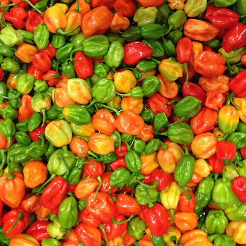 Aji Dulce Pepper Seeds | Heirloom Non-GMO | Mild Heat | Capsicum baccatum | Free Shipping