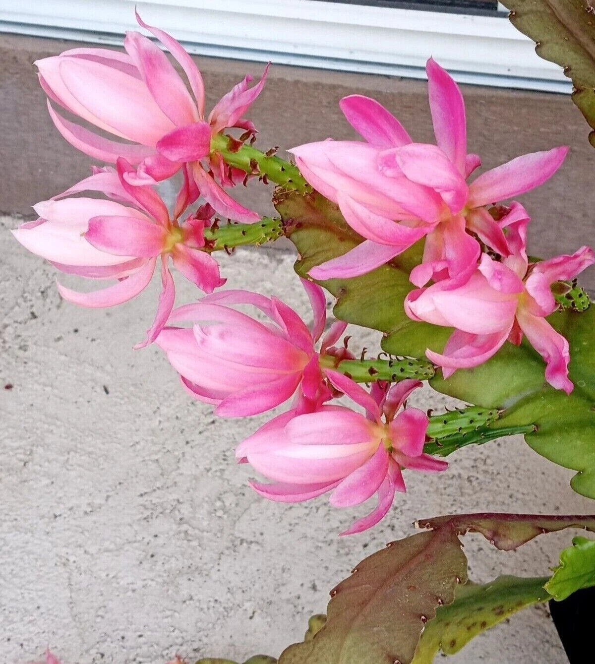 Rare Orchid Cactus Plant 6" German Empress Epiphyllum Rooted Live Plant - Perfect for Home Decor and Gardening