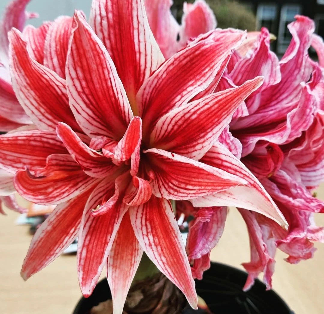 Doublet Amaryllis Jumbo Bulb 30/32cm - Red and White Variegated Flower (Hippeastrum)