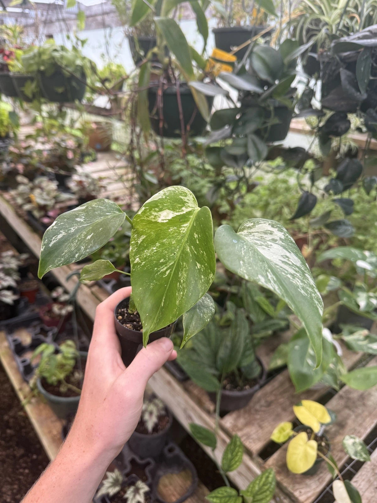 Monstera Albo Variegated Plant - Rare Tropical Houseplant