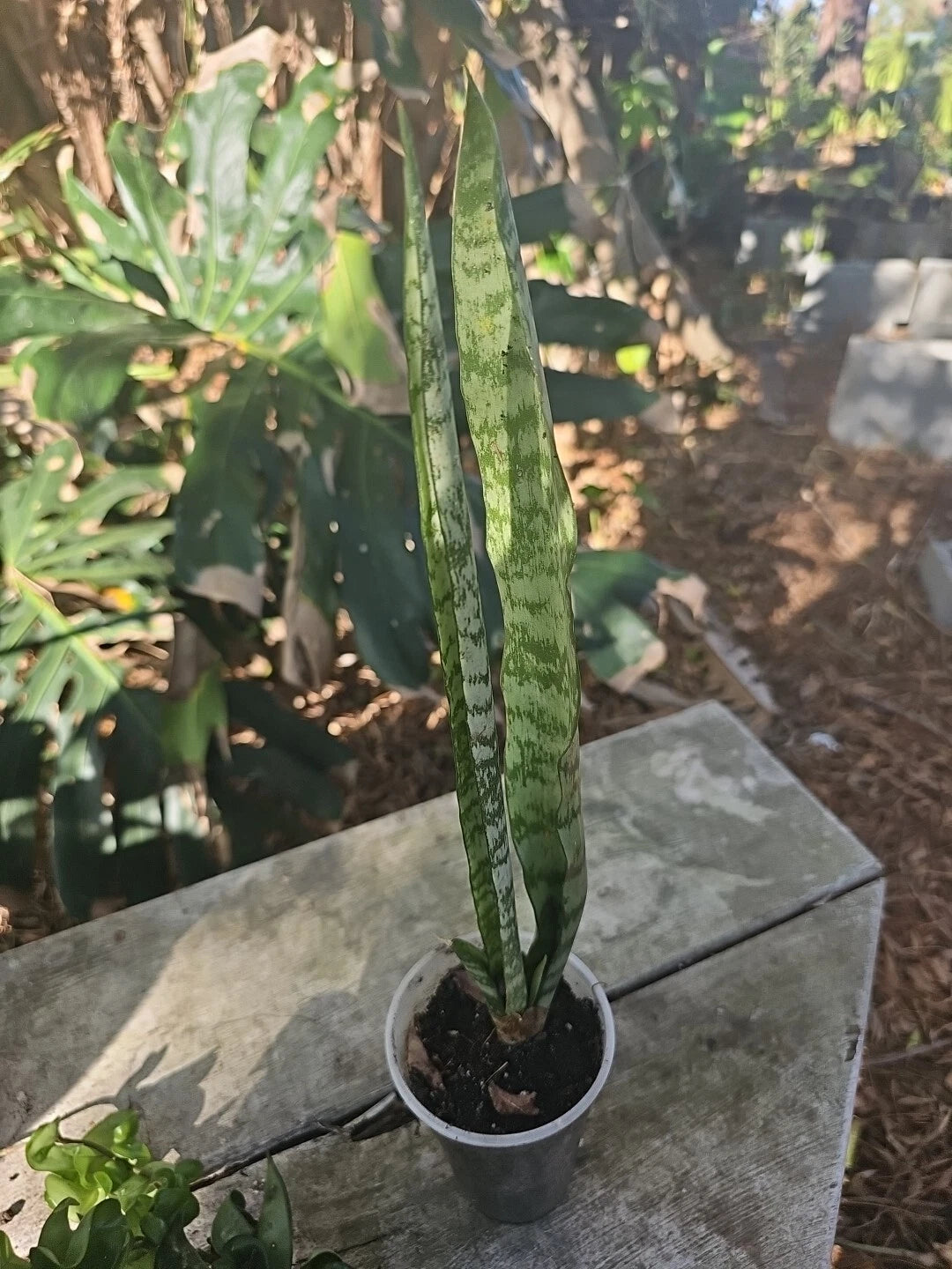 mother in law succulent Sansevieria Zeylanica Succulent Bare Root Mother-in-Law Plant Hurrican –  Jayme Garden