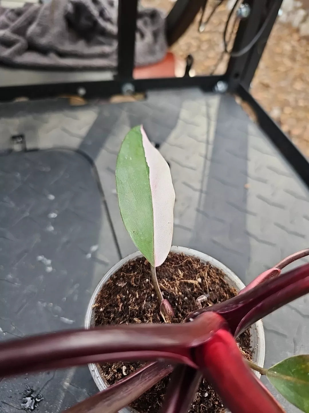 variegated philodendron pink Large Philodendron Pink Princess Variegated 3.5" Pot Halfmoon
