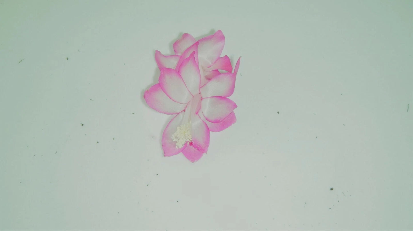 Christmas Cactus Starter Plant - Pink Pearl - Schlumbergera Truncata - Healthy Well-Rooted Houseplant