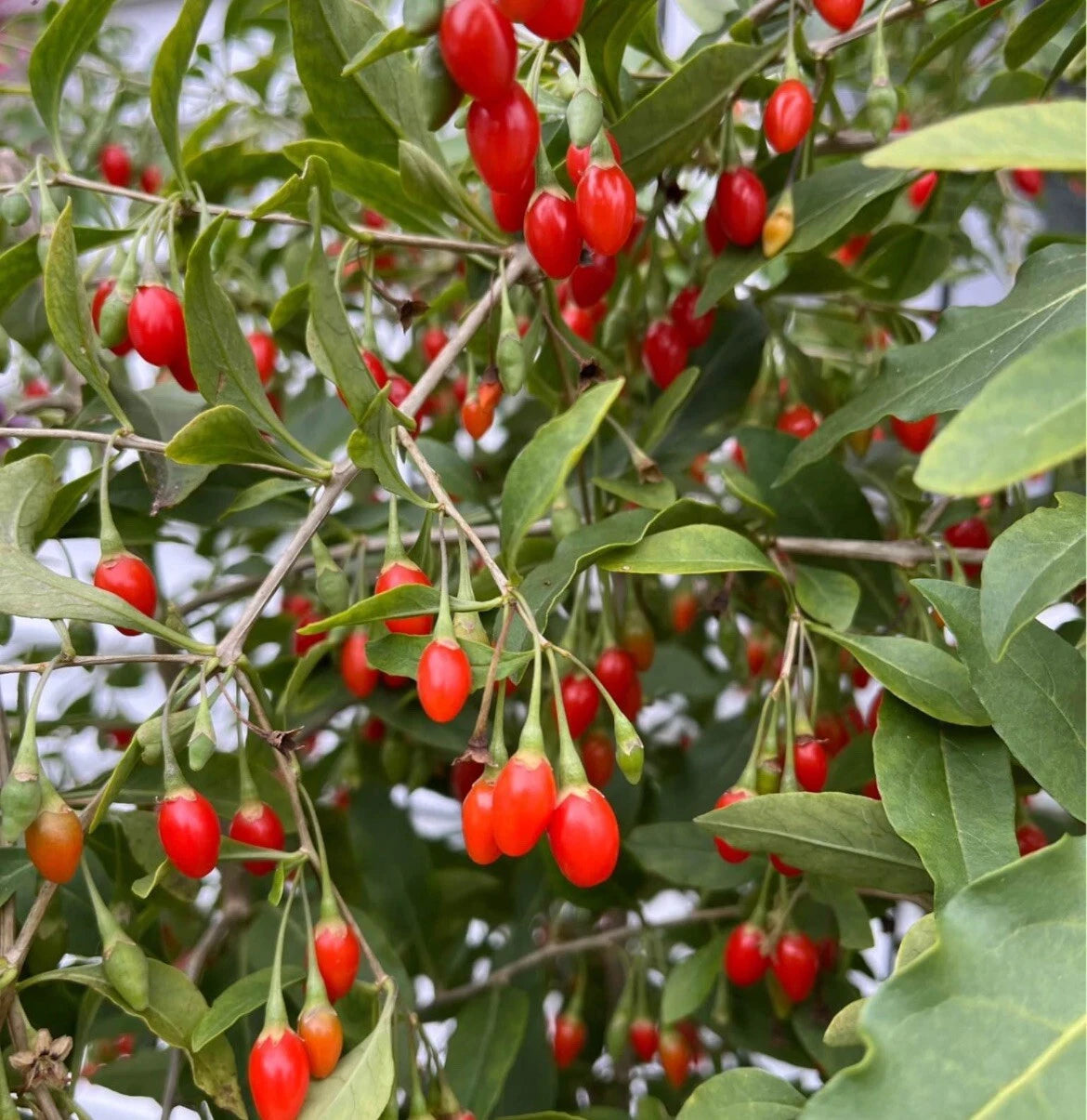 Goji Berry Seeds 500+ Non-GMO Chinese Wolfberry Poha Berry Seeds