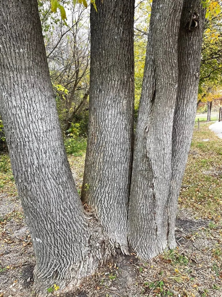 Green Ash Tree Seeds - 50 Pack - Fraxinus Pennsylvanica Lanceolata - Native Tree Seeds for Landscaping and Reforestation