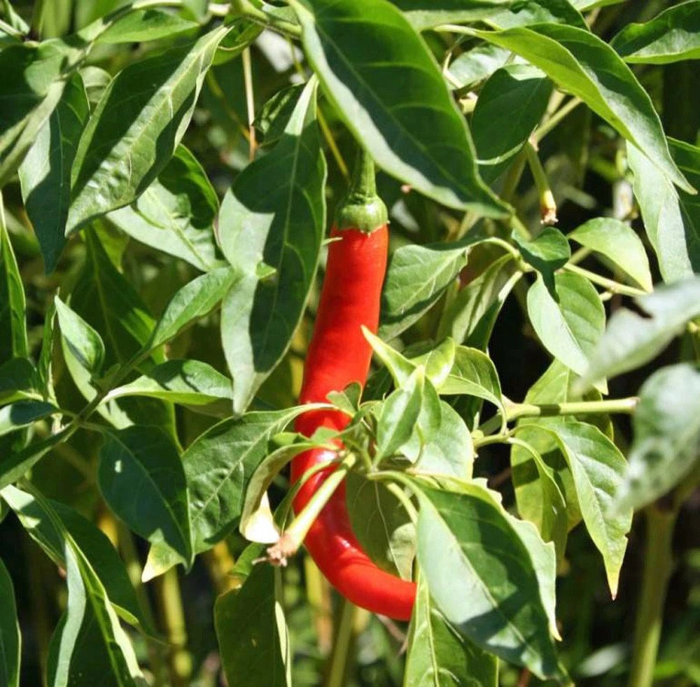 Cayenne Pepper Seeds - Long Red Thin Heirloom, Non-GMO, 20+ Seeds, Capsicum annuum