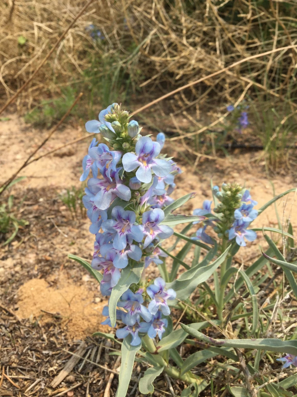 Penstemon angustifolius Seeds, Narrowleaf Beardtongue, Native Flowering  Plant, Drought-Tolerant Perennial Seeds – Jayme Garden
