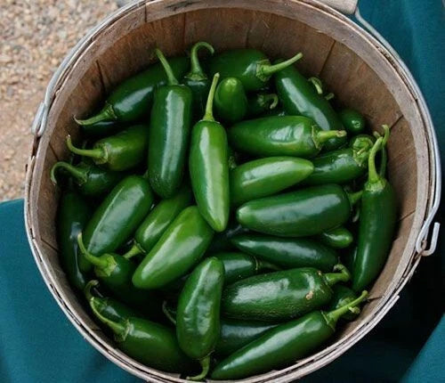 Heirloom Jalapeno Pepper Seeds - 10+ Non-GMO Chille Seeds - Capsicum annuum - Fresh for Planting