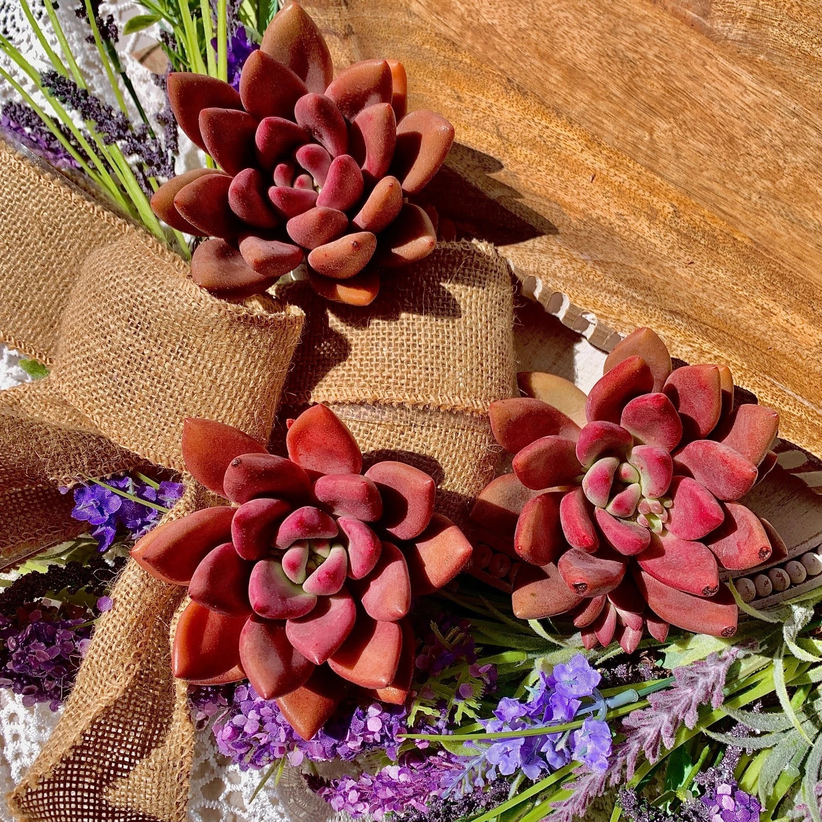 red ruby succulent Succulent Plant Graptoveria Ruby Donna Bare Root