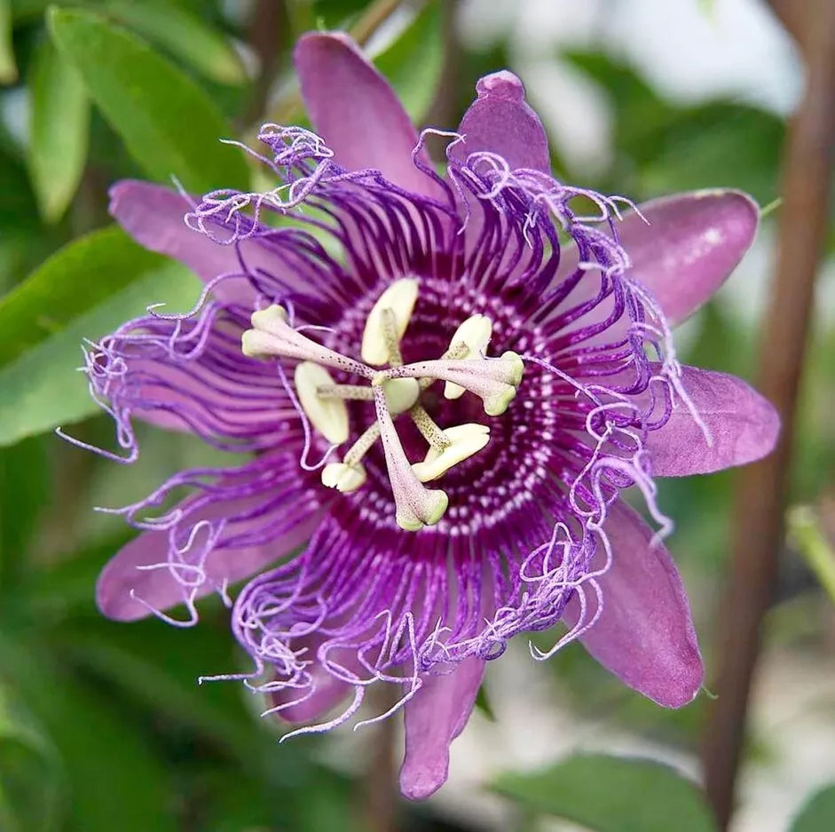 lady lavender plant Passiflora Lady Lavender Live Plant 6-8" Tall Lavender-Purple Flower S – Jayme Garden