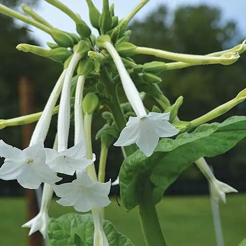 Tobacco Seed Collection - 5 Varieties, Nicotiana Seeds Set for Gardening