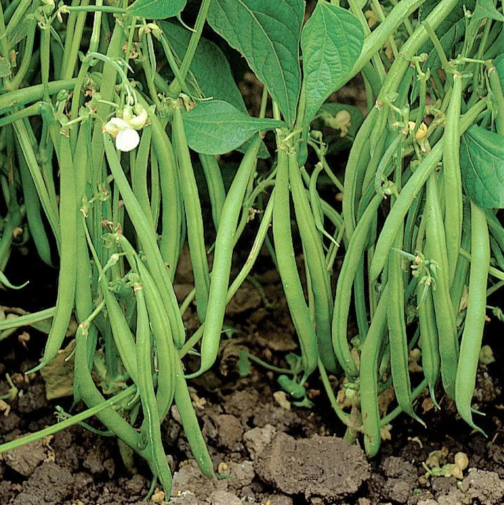 Blue Lake 274 Green Bean Seeds - Heirloom Vegetable Seeds for 2025 Planting, Phaseolus vulgaris, USA Garden