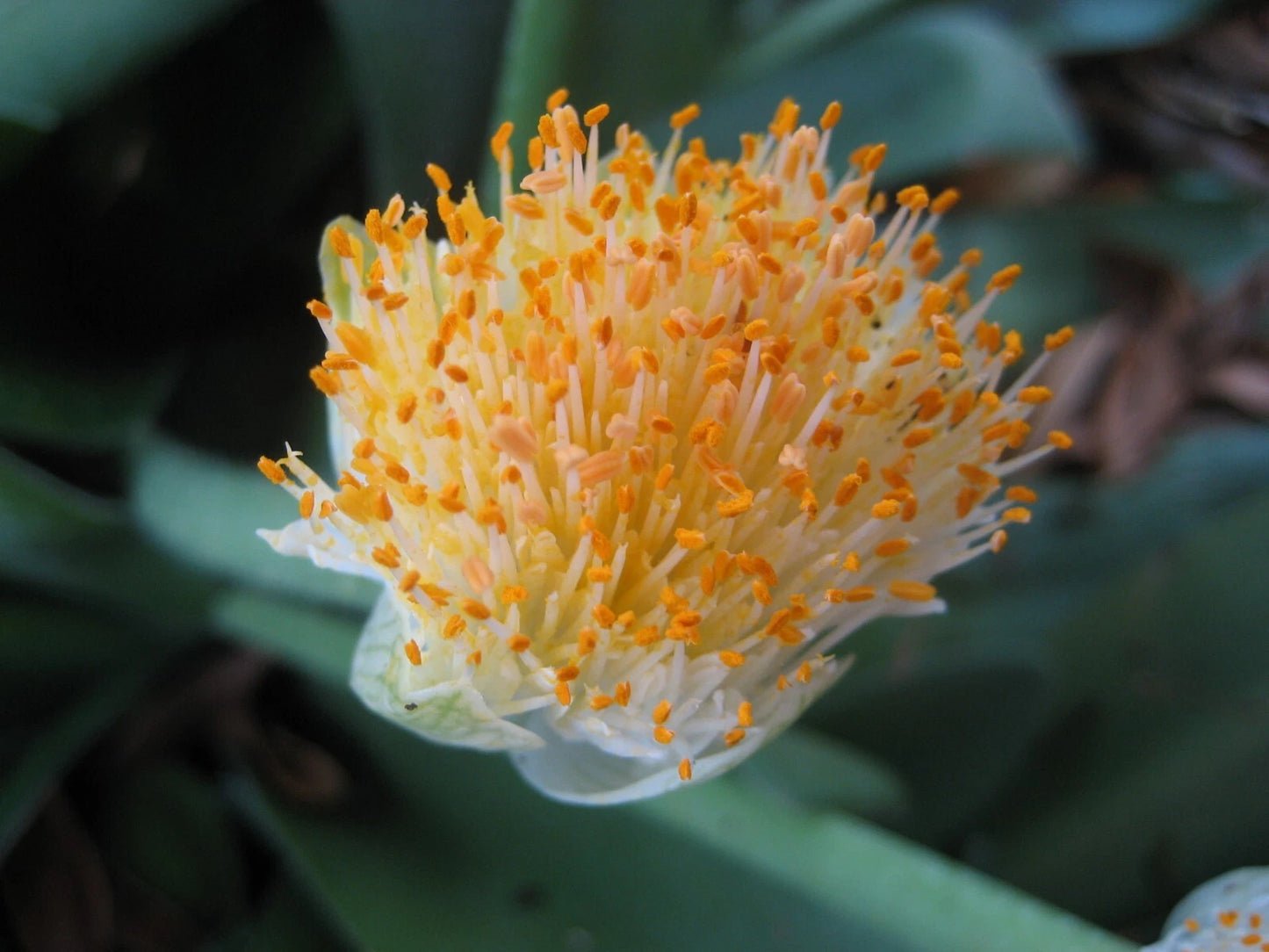 Haemanthus albiflos Bulb - 1 Rooted Bloom Size Paintbrush Plant for Indoor Gardening and Landscape Decor