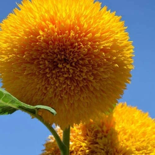 Teddy Bear Sunflower Seeds | 20 Seeds | Exotic Garden Flower | Helianthus annuus