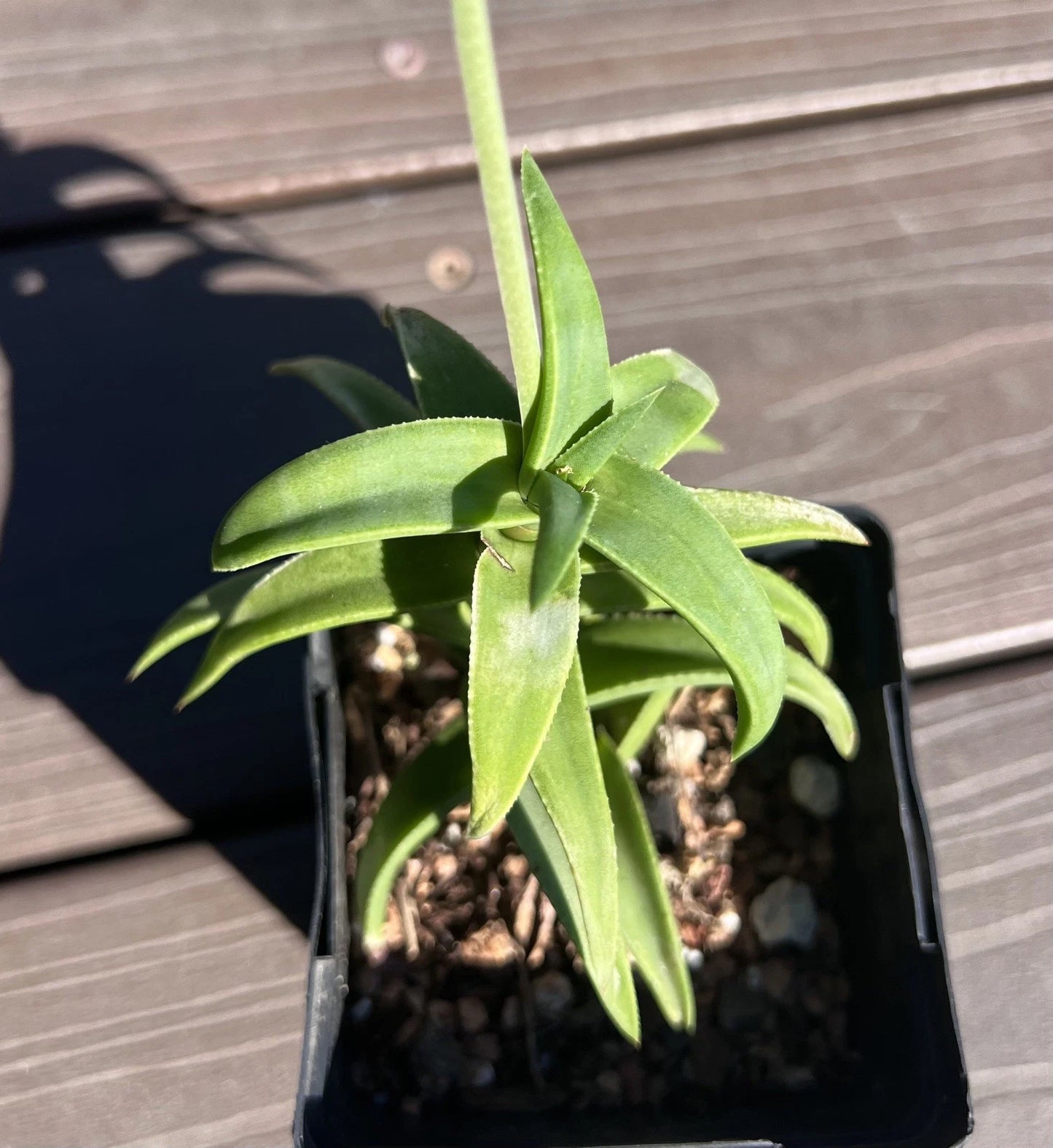Aloe Pearsonii Hybrid Flowering Succulent Plant | Drought-Tolerant Indoor Greenery | Unique Succulent Variety