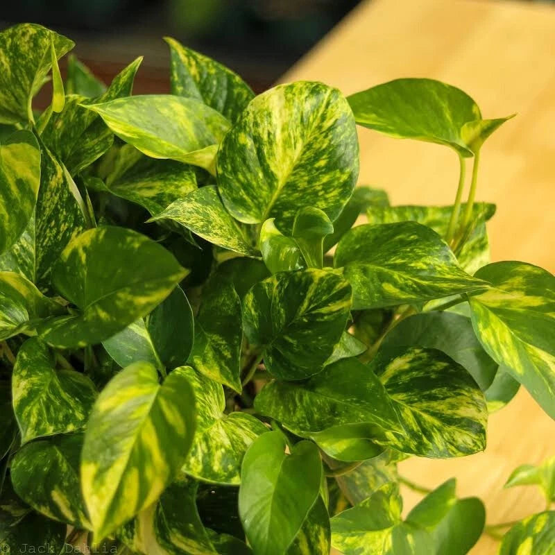 variegated giant golden pothos Golden Pothos Cuttings - 3 Variegated Giant Leaf Cuttings
