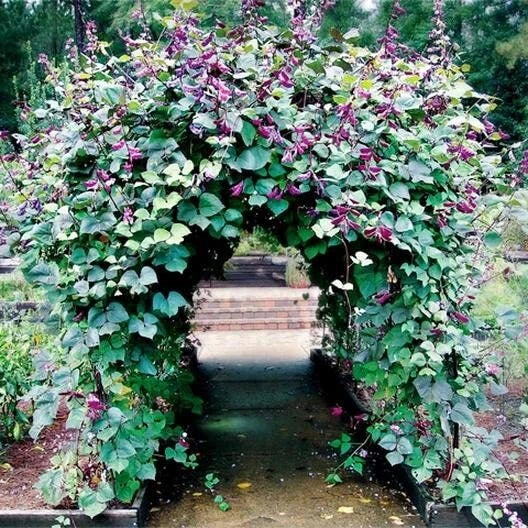 vining plant with purple flowers and seed pods Hyacinth Bean Vine Seeds - 20 Seeds - Purple Pod Beans