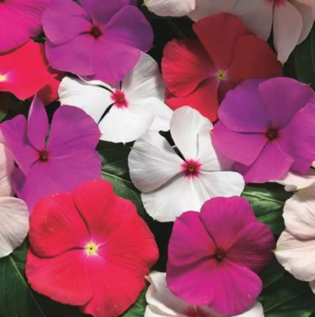 Vinca Live Plugs, 10 Baby Plants, Cora Cascade XDR Mix, Annual Heat Tolerant, Trailing, Green Foliage, 6-8 Inches