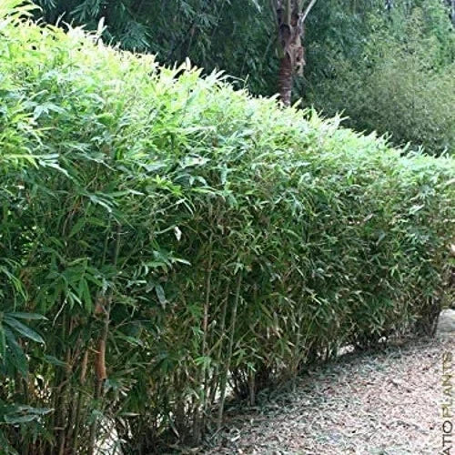 Bamboo Seeds - 50 Clumping Privacy Plants for Garden Shade Screen - "Lady Finger" Bambusa vulgaris