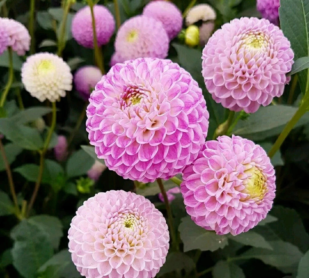 Pompon Dahlia Seeds - Pink Mix - 30 Count - Dahlia pinnata