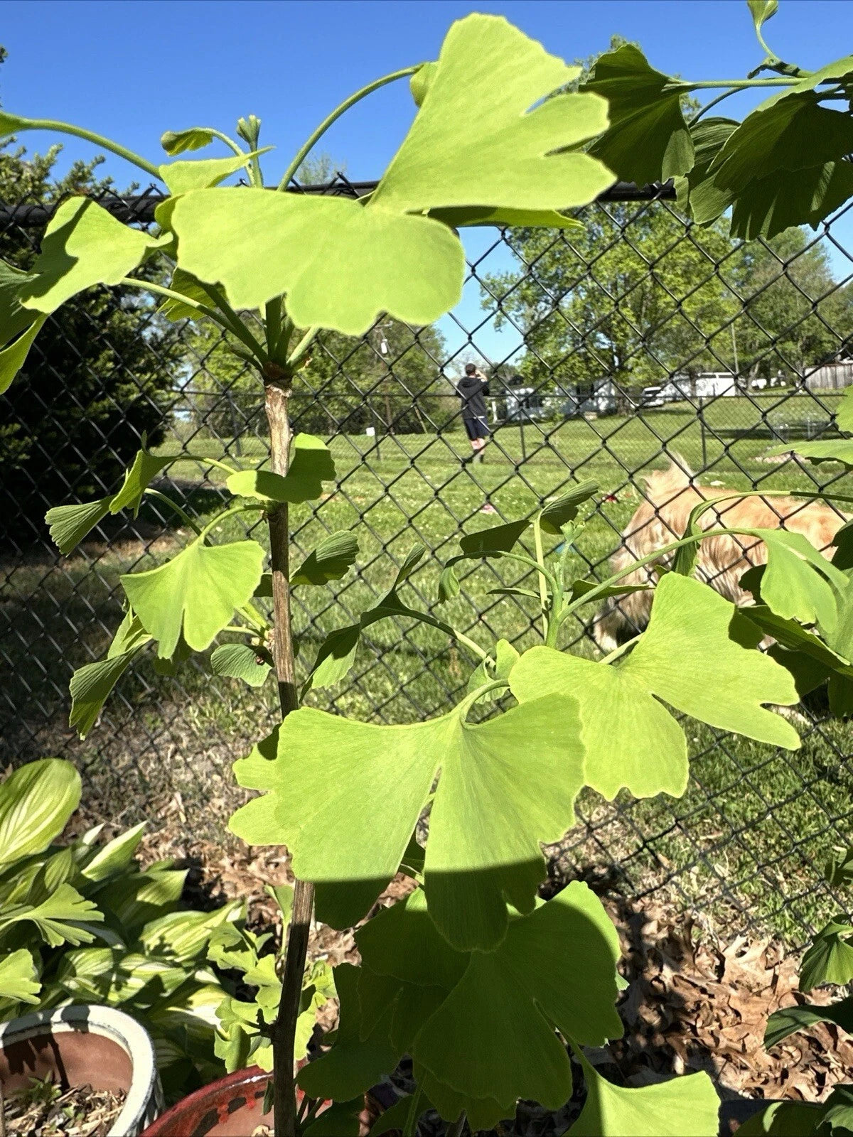 Live Ginkgo Tree Seedling - Ancient Healing Plant for Yard, Patio, or Gift - Ginkgo biloba