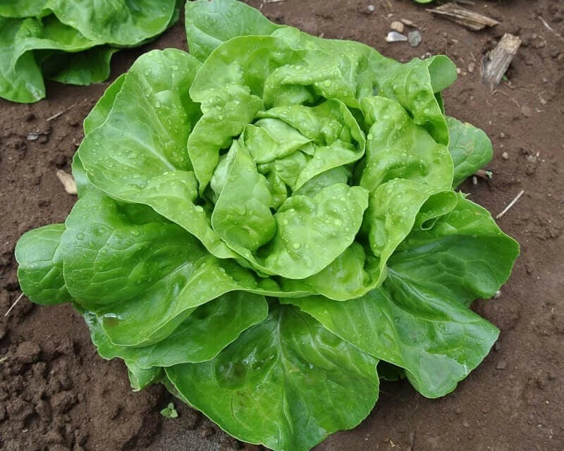Buttercrunch Lettuce Seeds - Heirloom Variety - Crisp Green Leaves - Lactuca sativa