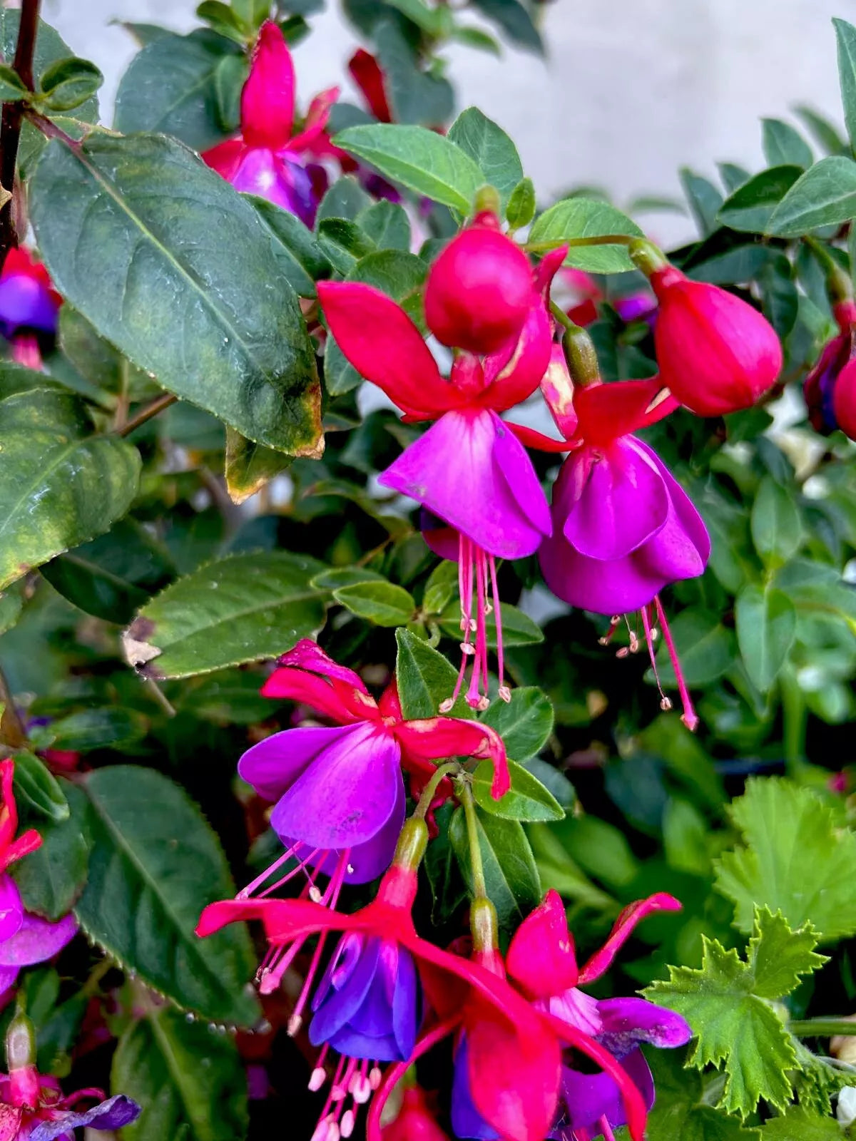 Blue Eyes Fuchsia Live Plant, 6-8 Inches Tall, Well-Rooted in 3