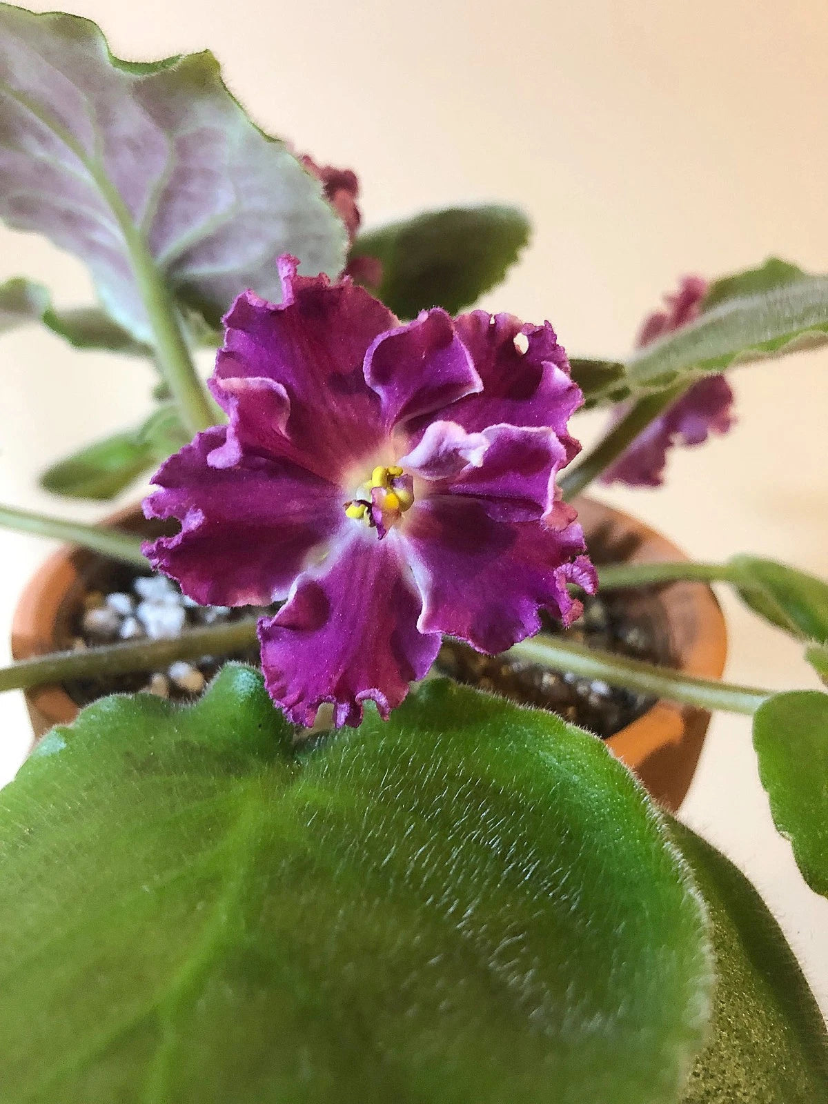 Rare African Violet Starter Plant - Amadeus - Red-Raspberry Blooms with  White Edge