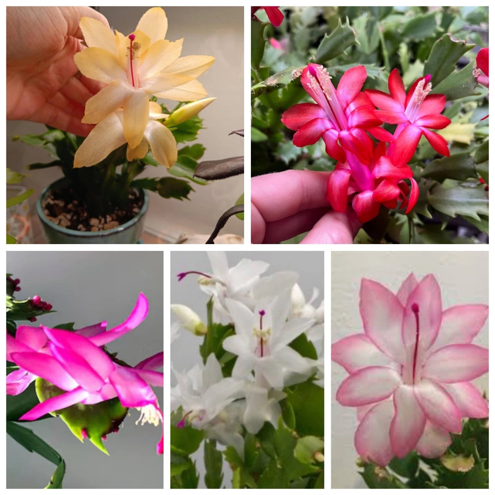 Thanksgiving/Christmas Cactus Cuttings 5 Fresh Labeled Varieties Multi –  Jayme Garden