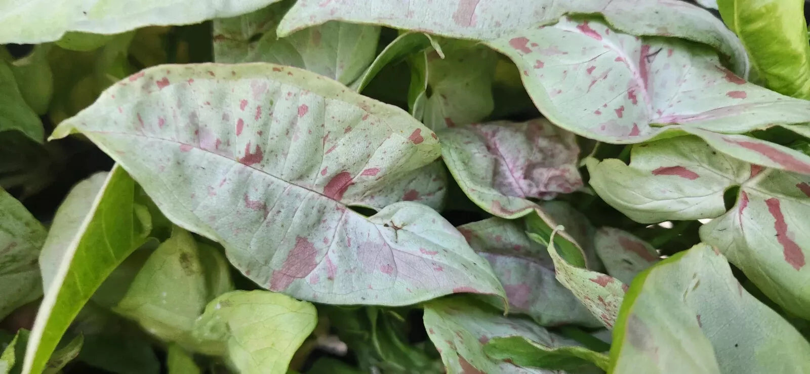 Syngonium Plant - Pink Speckled - Arrowhead Vine - Philodendron
