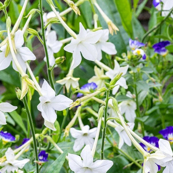 Jasmine Tobacco Seeds, 500+ Non-GMO, Fragrant Night Blooms, Nicotiana alata