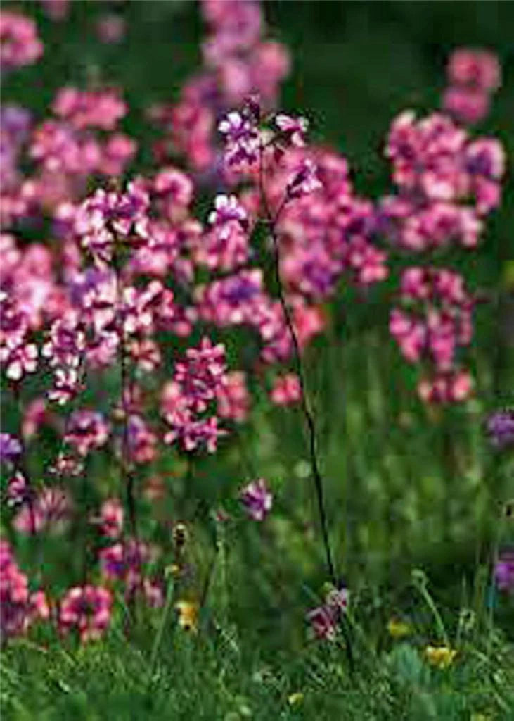 Catchfly Flower Seeds 200+ Seeds Crimson-Rose Blooms Silene Armeria