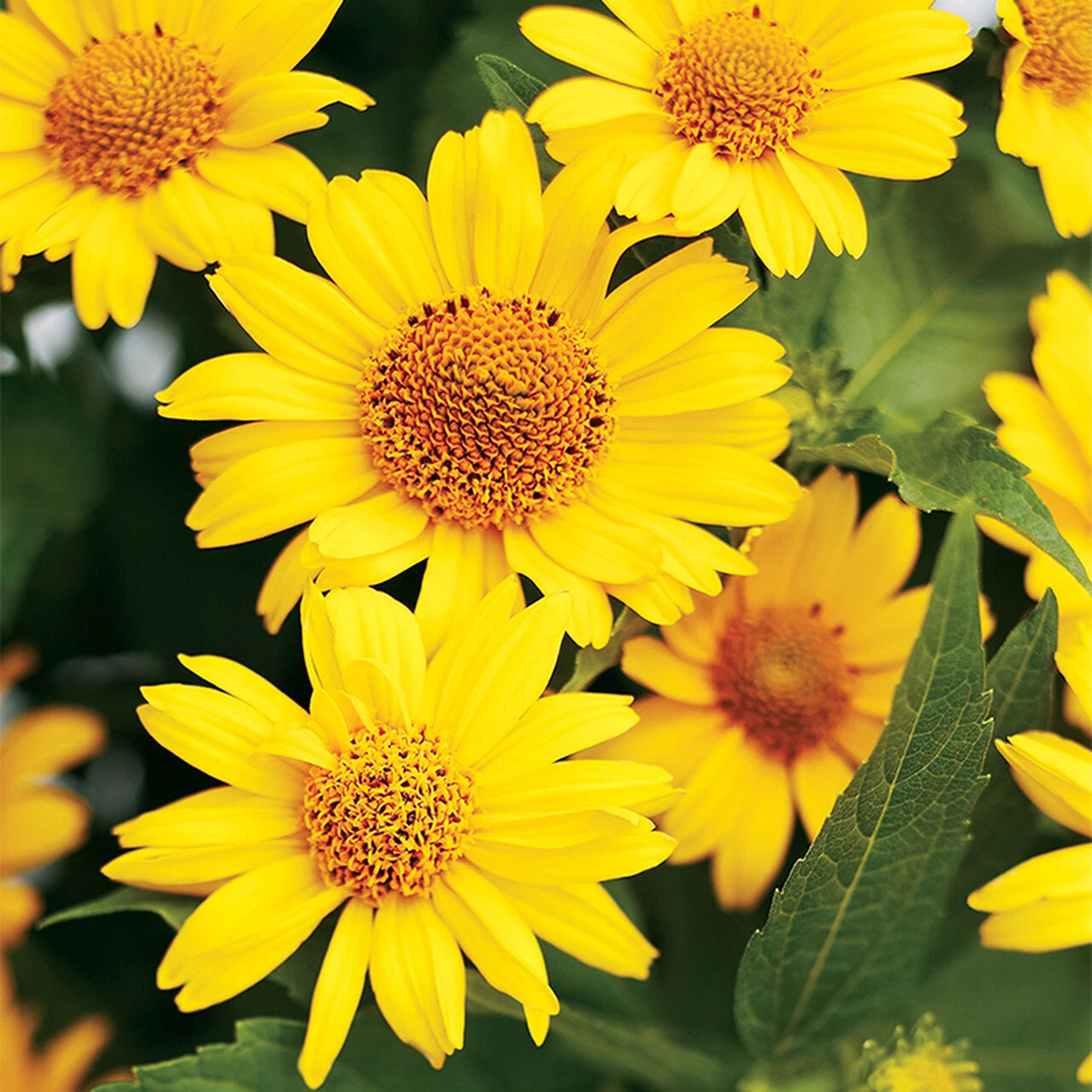 Ox Eye Sunflower