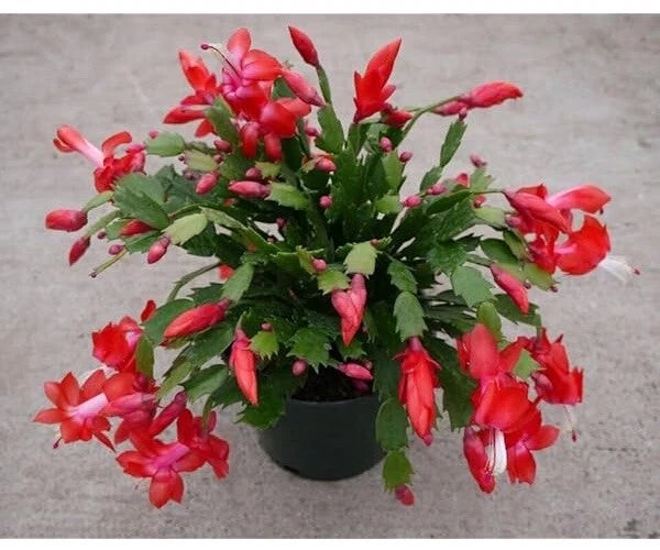 christmas cactus clippings Red Christmas Cactus Cuttings 2-3 Segments Exotic Dancer Schlumbergera –  Jayme Garden