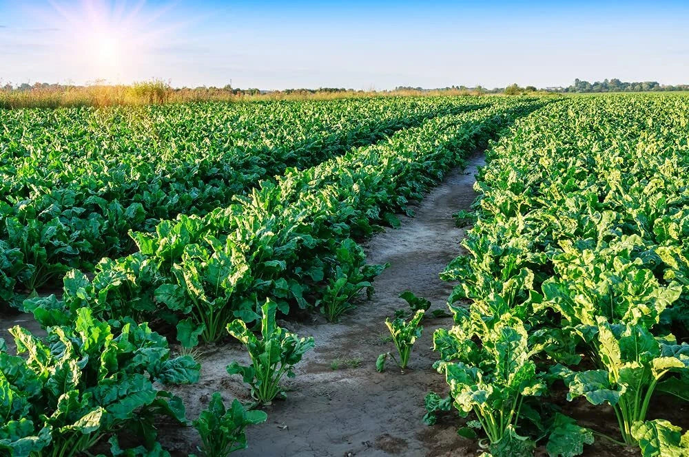 Sugar Beet Seeds 500 Count for Deer Food Plot - Whitetail Attractant - Beta vulgaris