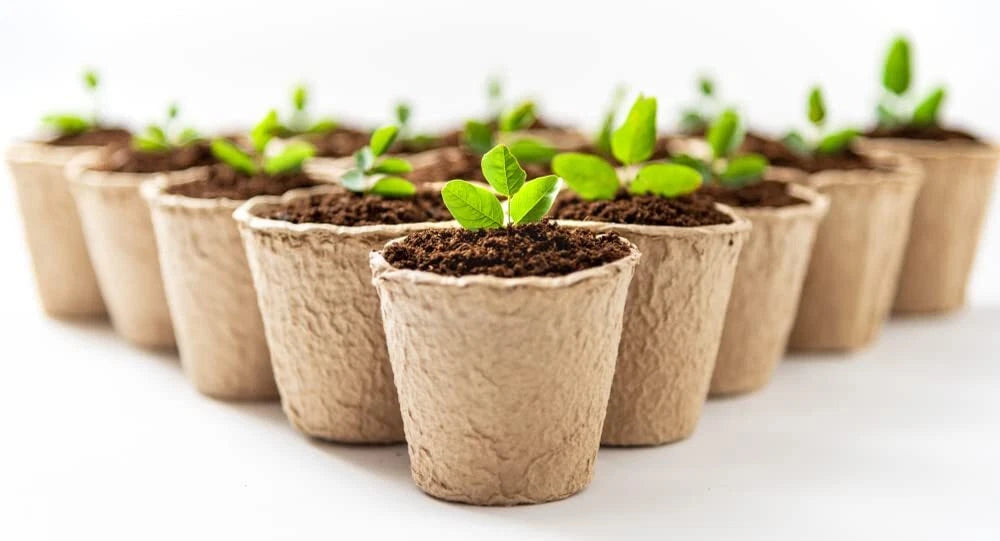 3 Inch Starter Pots - 50 Pack Biodegradable Containers for Herbs, Trees, Vegetables - Eco-Friendly Planting Solutions