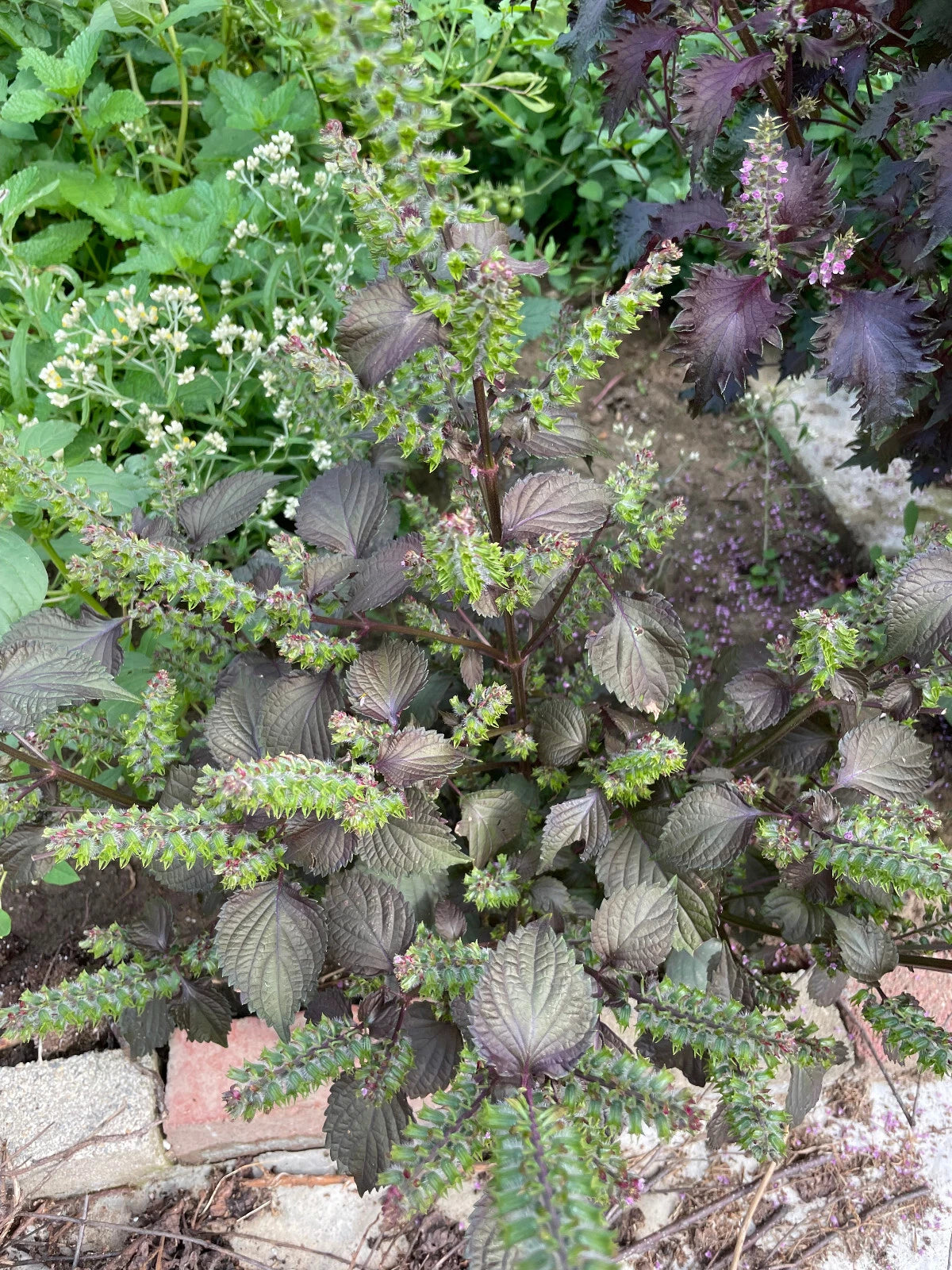 Chinese Shiso Seeds - 100 Red Perilla Seeds - Edible Herb for Cooking and Garnishing - Perilla frutescens 2023