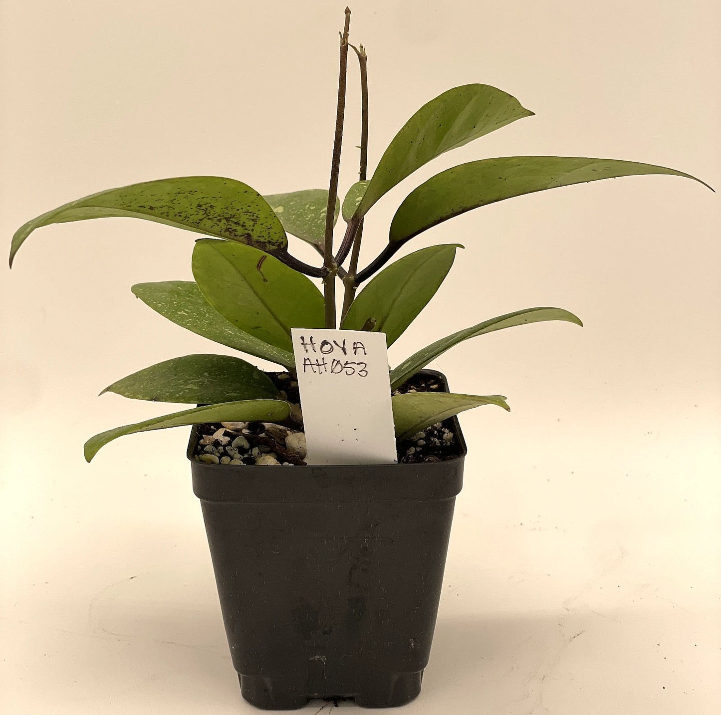 Hoya AH053 Plant in 3.5" Pot - Rare Fully Rooted Healthy Houseplant - Hoya spp.