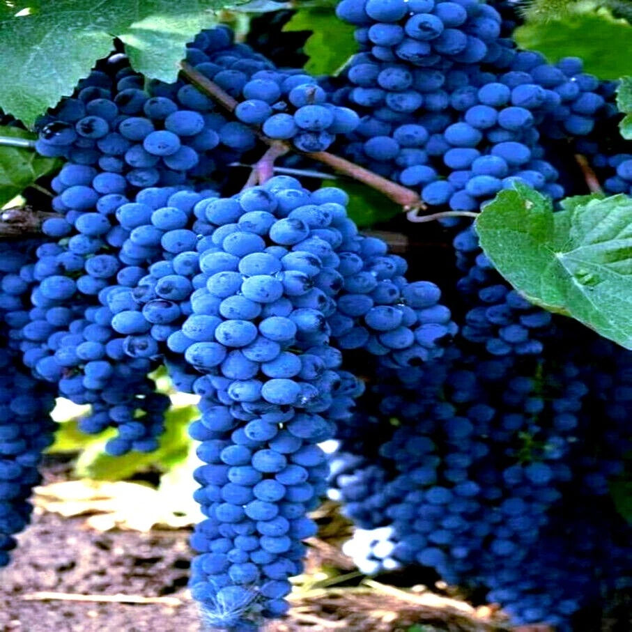 20 Wine Grape Seeds - Vitis vinifera - Fast Hardy Garden Fruit Plant for Home Growing