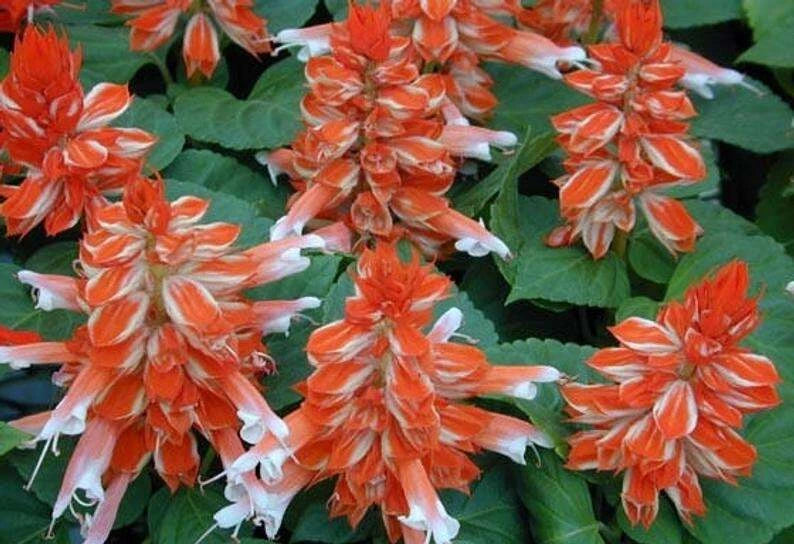 50 Orange White Salvia Seeds - Perennial Hummingbird Flowers - Salvia splendens