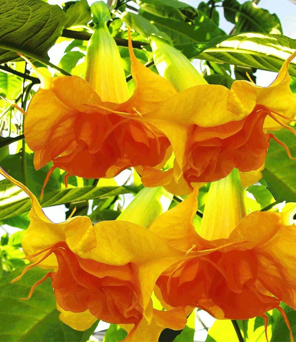 Angel Trumpet Seeds - 10 DBL Bright Yellow Orange Flowers - Brugmansia spp.